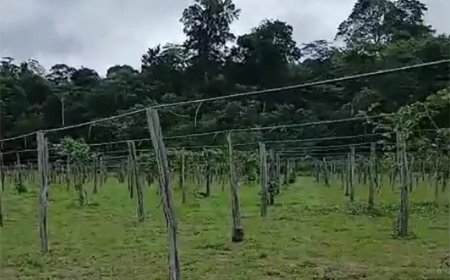 LVV doet aangifte wegens onbevoegde beheersdaden op terreinen in Tibiti