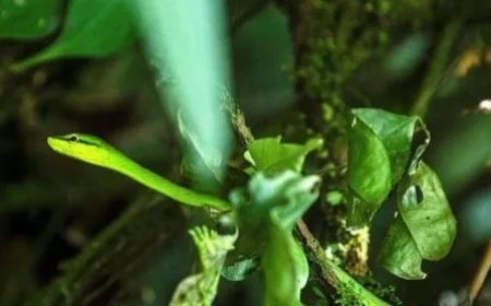 Nieuwe vier voet lange liaanslang ontdekt in India