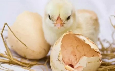 LVV start trainingstraject om lokale kipproductie fors te vergroten