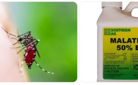 Aedes aegypti resistent tegen malathion: feit of zorgwekkende interpretatie?