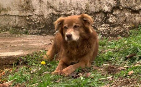 Huisdieren in Braziliaanse deelstaat São Paulo mogen door nieuwe wetgeving na dood bij baasje