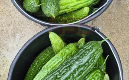 LVV start traject om export van sopropo naar EU te hervatten