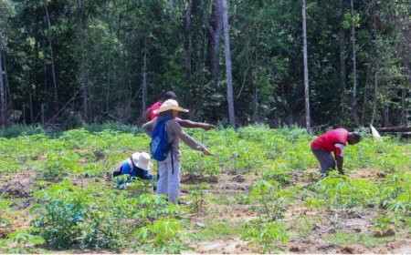 Mogelijke cassaveziekte in Marowijne: DOAB en LVV nemen monsters