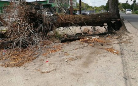 Boom Letitia Vriesdelaan omgevallen