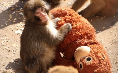 Opmerkelijk – Verstoten aapje Punch in Japanse dierentuin klampt zich vast aan knuffel en ver