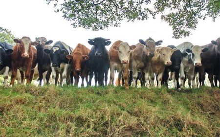 Rijstproblemen raken ook veehouderij