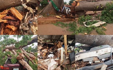 Opmerkelijk – Omvallende eeuwenoude boom eist 18 levens in een bus in Nigeria