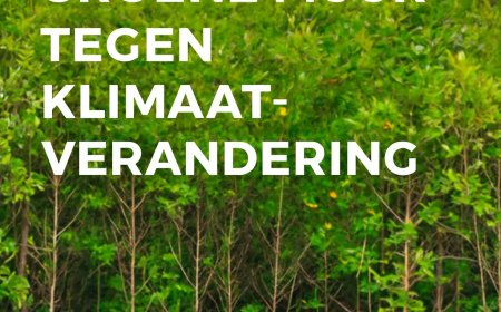 Mangroves: Suriname’s groene muur tegen klimaatverandering