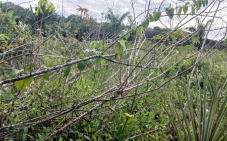 Cassaveheksenbezemziekte mogelijk in Matta