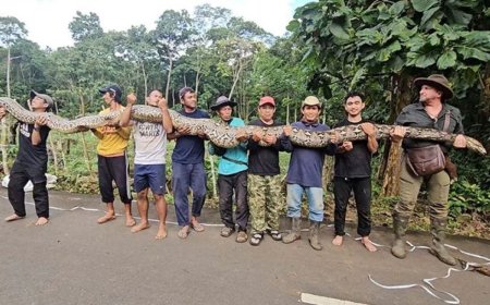 Opmerkelijk – De barones is de langste in het wild levende slang ter wereld