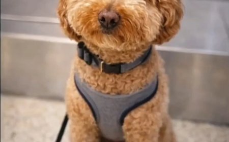 Politie Las Vegas, VS, woedend na vondst gedumpt vastgebonden hondje op vliegveld