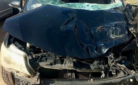 Loslopende koe dodelijk aangereden door auto op weg naar South Drain