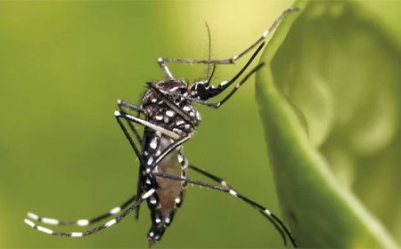 Al 1150 chikungunya besmettingen, tweede sterfgeval onderzocht