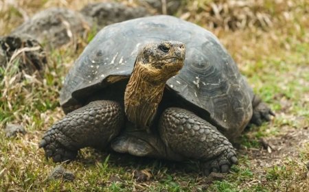 Opmerkelijk – Grootste op land levende schildpad na ruim 175 jaar terug op Galapagoseilanden