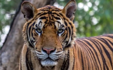 Opmerkelijk – Hondenvirus doodt 72 tijgers in Thais toeristenpark Tiger Kingdom 