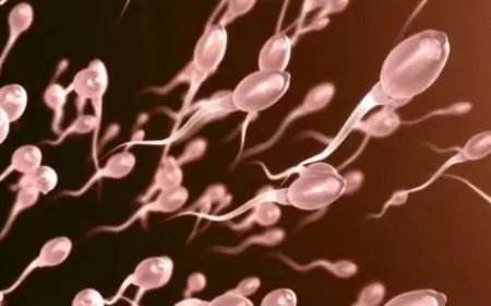 Spermakwaliteit piekt in zomer, daalt in winter volgens nieuw onderzoek