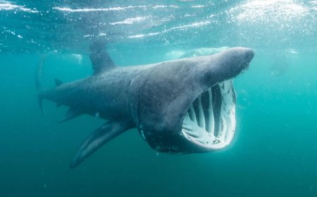 Opmerkelijk – Reuzenhaai gespot voor de kust van Kroatië: kan meer dan 10 meter lang worden