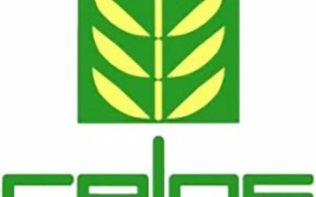 CELOS identificeert oorzaak cassaveziekte: schimmel bedreigt voedselteelt