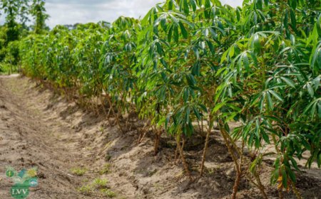 Nieuwe schimmel bedreigt cassaveproductie in Suriname