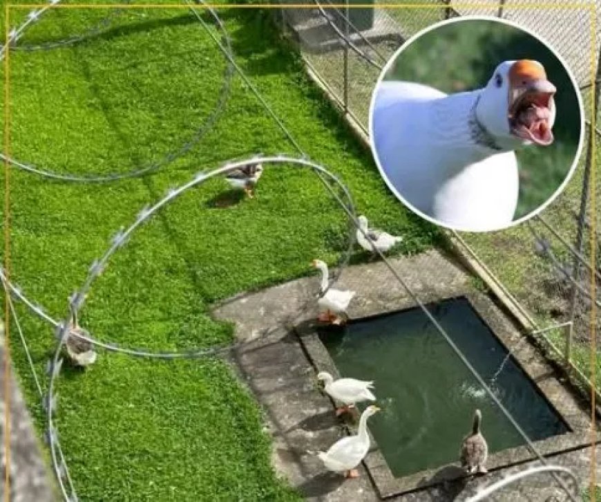 Ganzen als gevangenisbewakers blijken verrassend effectief