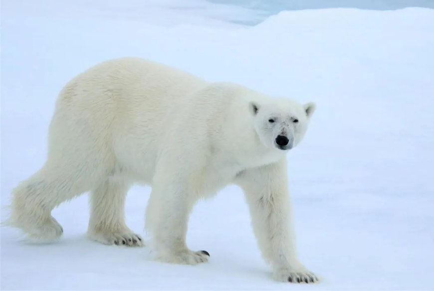 Opmerkelijk – IJsberen Spitsbergen verrassen wetenschappers: dieren worden ondanks smeltend i
