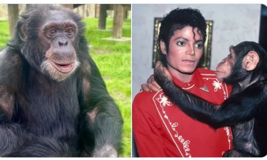 Michael Jacksons huis chimpansee Bubbles nog in leven op 43-jarige leeftijd