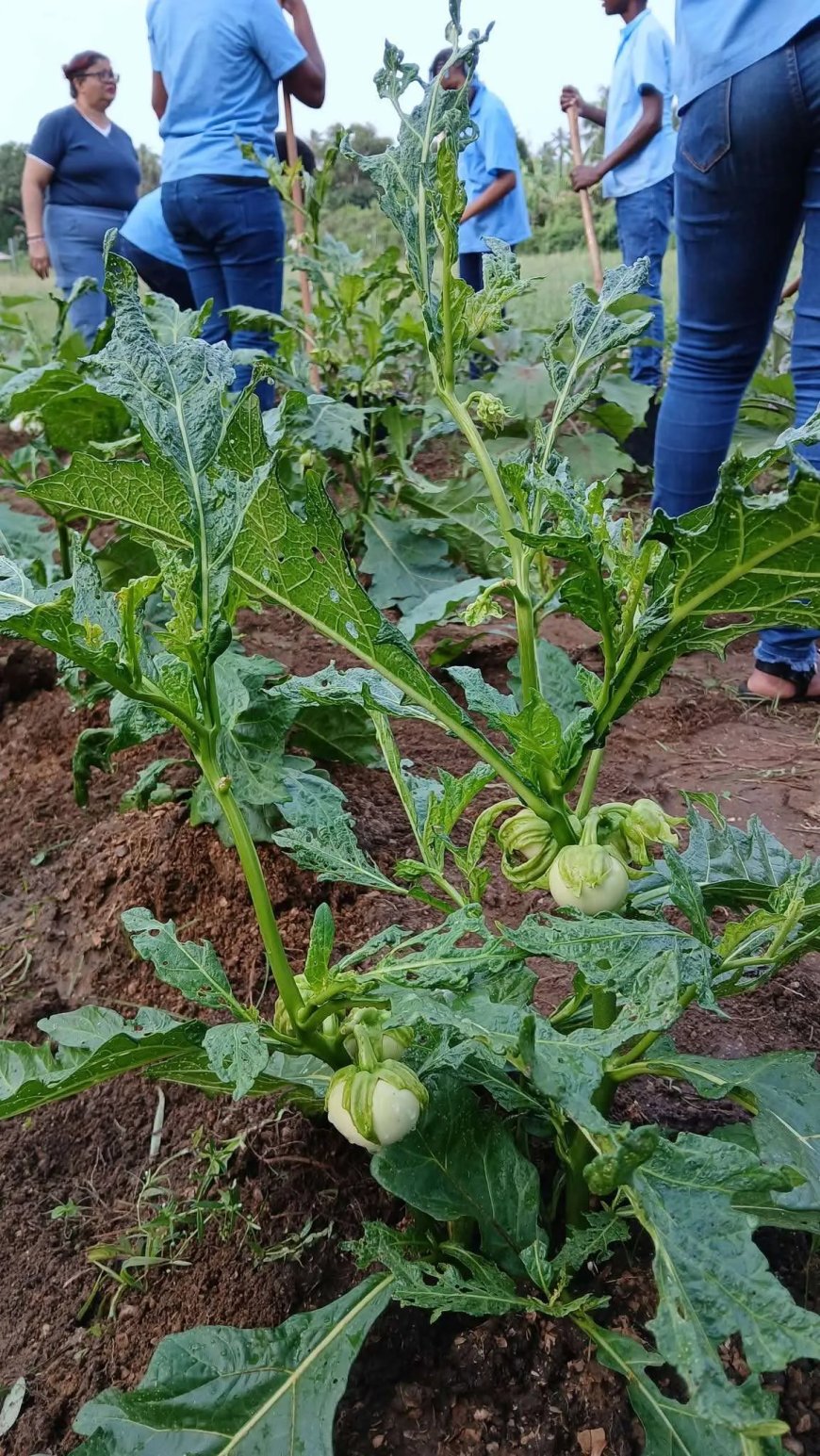 Tuinieren op school, leren met de handen in de aarde