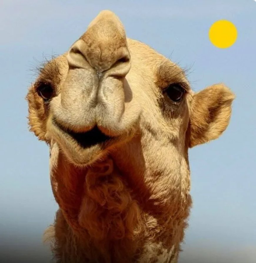 Saoedi-Arabië geeft kamelen een eigen paspoort