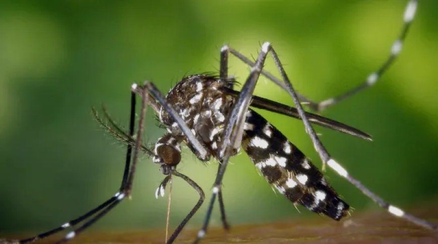Chikungunya gevallen binnen 1 week verdubbeld, 312 gevallen