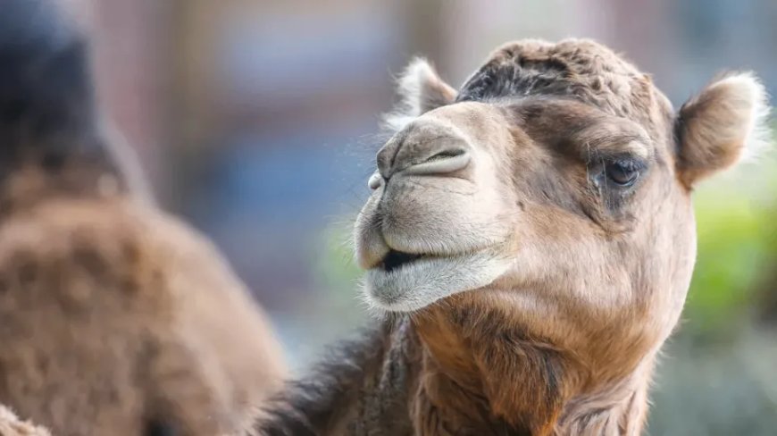 Opmerkelijk – 2 miljoen kamelen in Saoedi-Arabië krijgen een paspoort