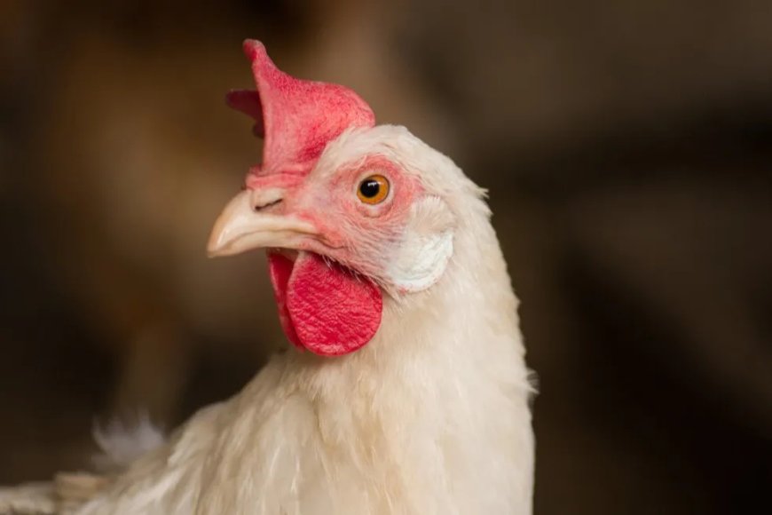 LVV stelt invoer pluimveevlees uit risicogebieden tijdelijk stop