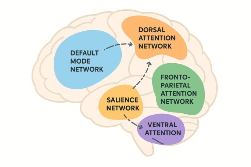 Ons wonderbaarlijk brein (6)