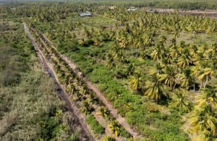 Klimaatbestendigheid krijgt wortels in Coronie