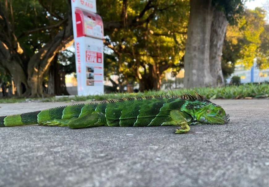 Opmerkelijk – Florida laat 5.000 uit bomen vallende leguanen inslapen 