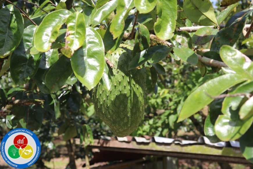 Zudo Tropical Fruits krijgt fikse duw in rug met Surge-grant