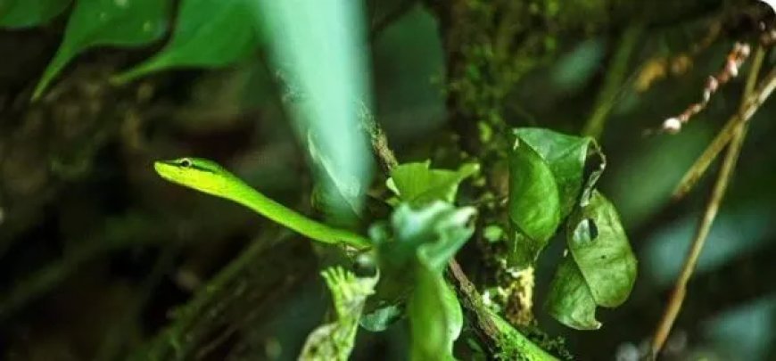Nieuwe vier voet lange liaanslang ontdekt in India