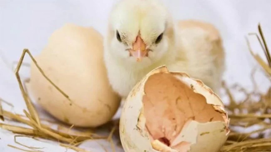 LVV start trainingstraject om lokale kipproductie fors te vergroten