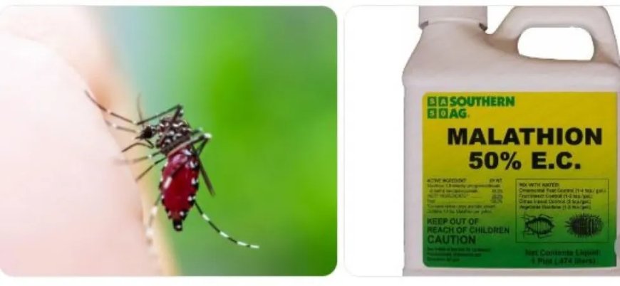 Aedes aegypti resistent tegen malathion: feit of zorgwekkende interpretatie?