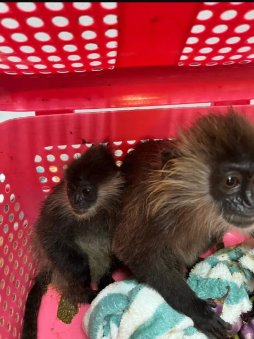 Opmerkelijk – Indiase toerist betrapt op smokkelen bedreigde apen in bagage op Thaise luchtha