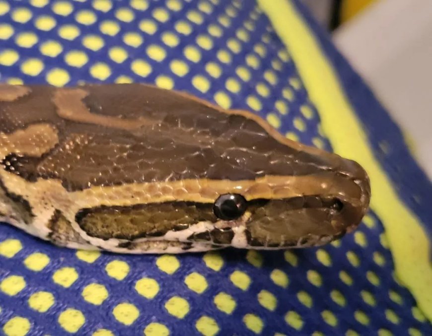 Opmerkelijk – Nederlander met 60 pythons op zolder moet huurwoning uit