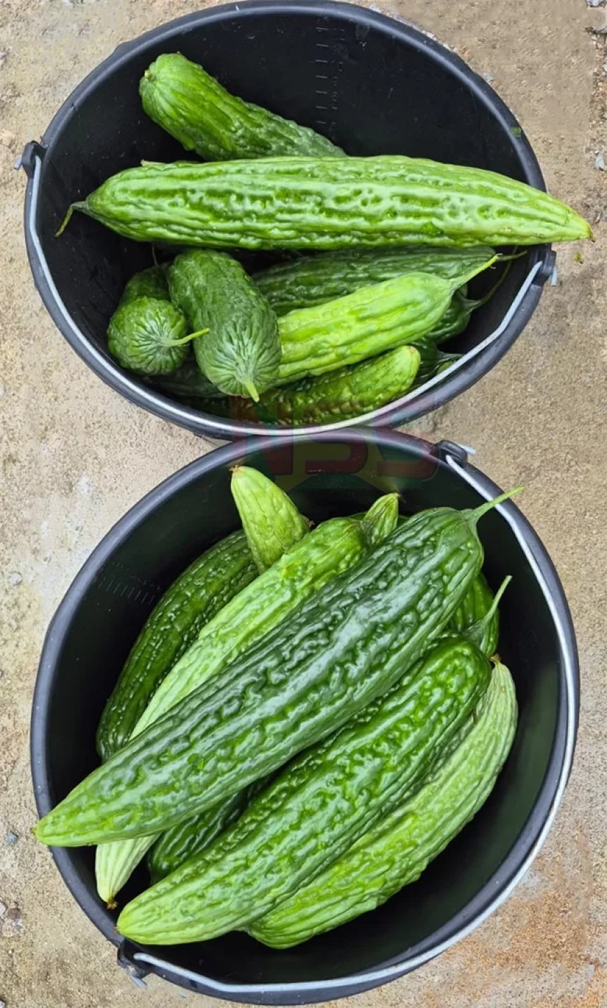 LVV start traject om export van sopropo naar EU te hervatten