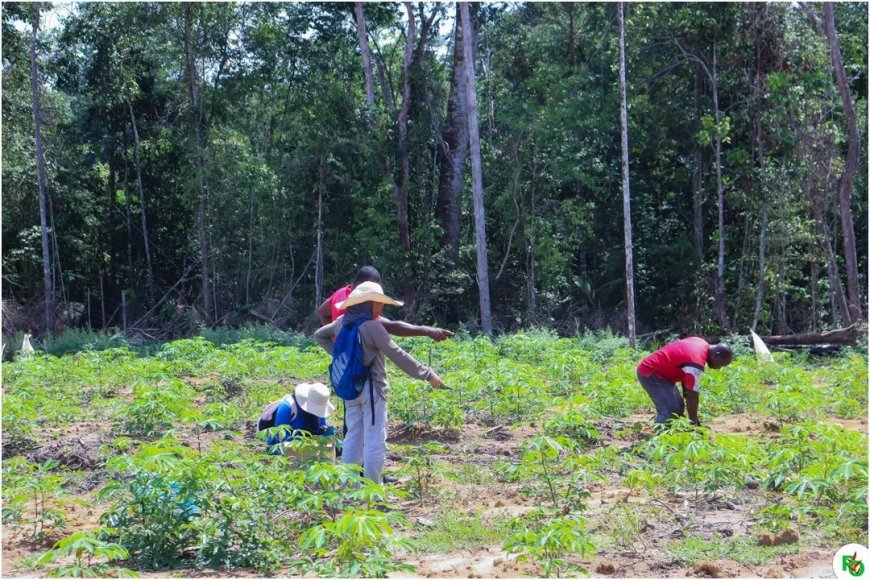 Onderzoek naar ziekte in cassaveaanplant Marowijne