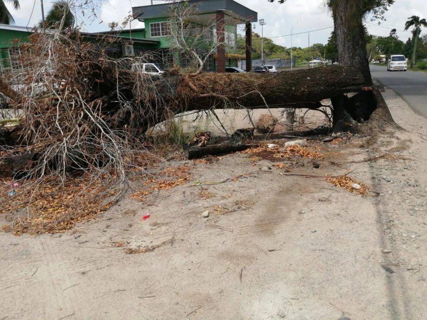Boom Letitia Vriesdelaan omgevallen