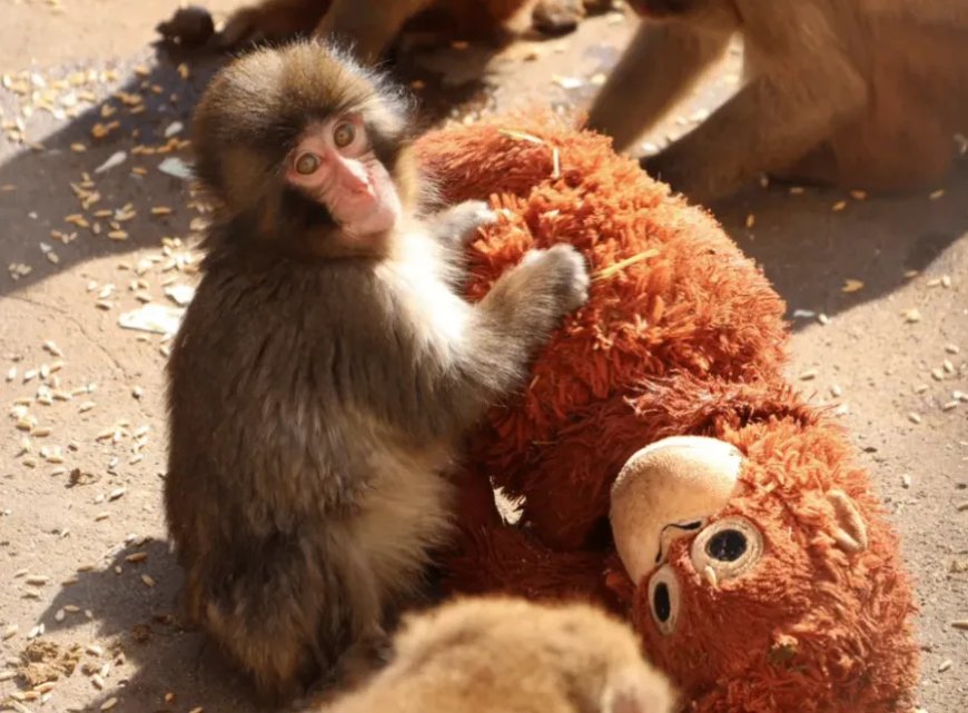 Opmerkelijk – Verstoten aapje Punch in Japanse dierentuin klampt zich vast aan knuffel en ver