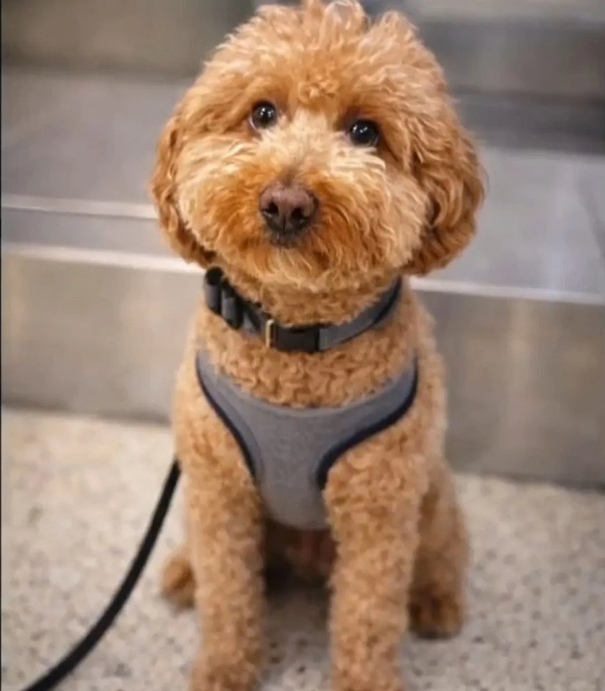 Politie Las Vegas, VS, woedend na vondst gedumpt vastgebonden hondje op vliegveld