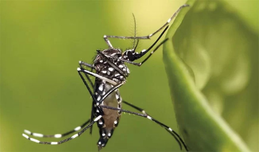 Al 1150 chikungunya besmettingen, tweede sterfgeval onderzocht