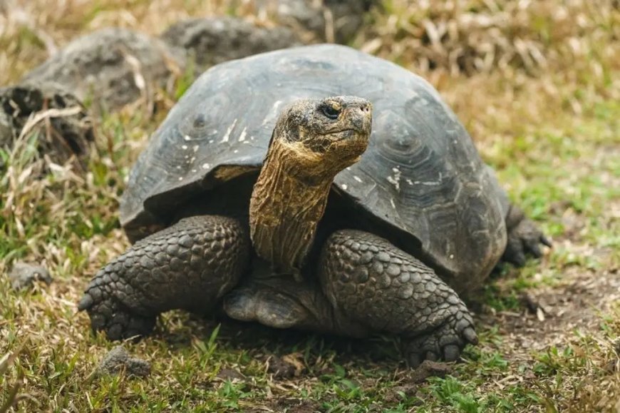 Opmerkelijk – Grootste op land levende schildpad na ruim 175 jaar terug op Galapagoseilanden