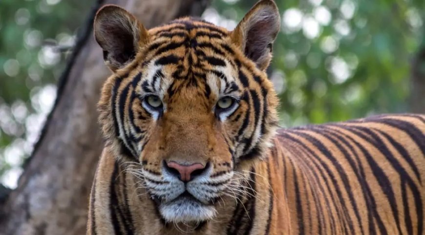 Opmerkelijk – Hondenvirus doodt 72 tijgers in Thais toeristenpark Tiger Kingdom 