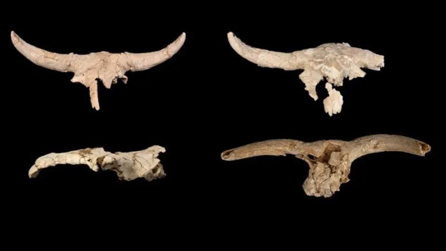Opmerkelijk – Waarom verzamelden Neanderthalers dierenschedels met hoorns?