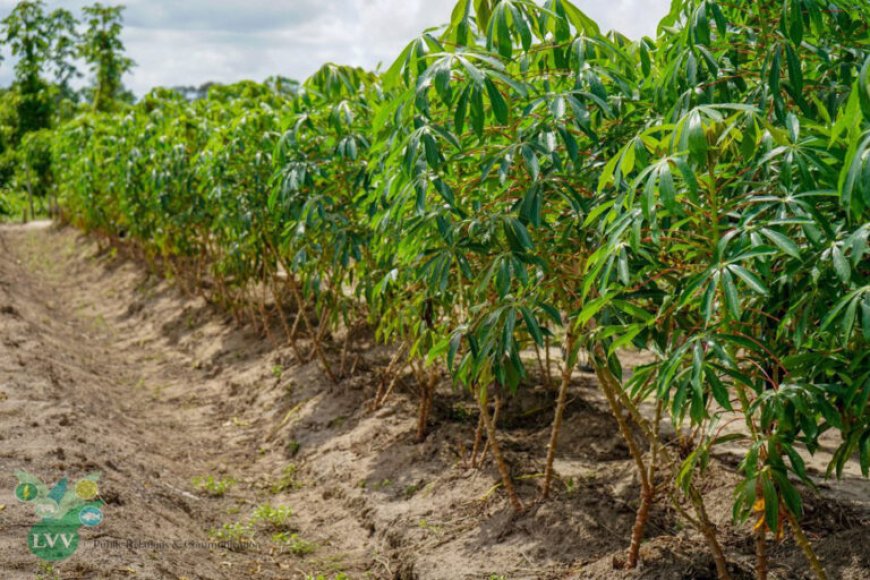 Nieuwe schimmel bedreigt cassaveproductie in Suriname